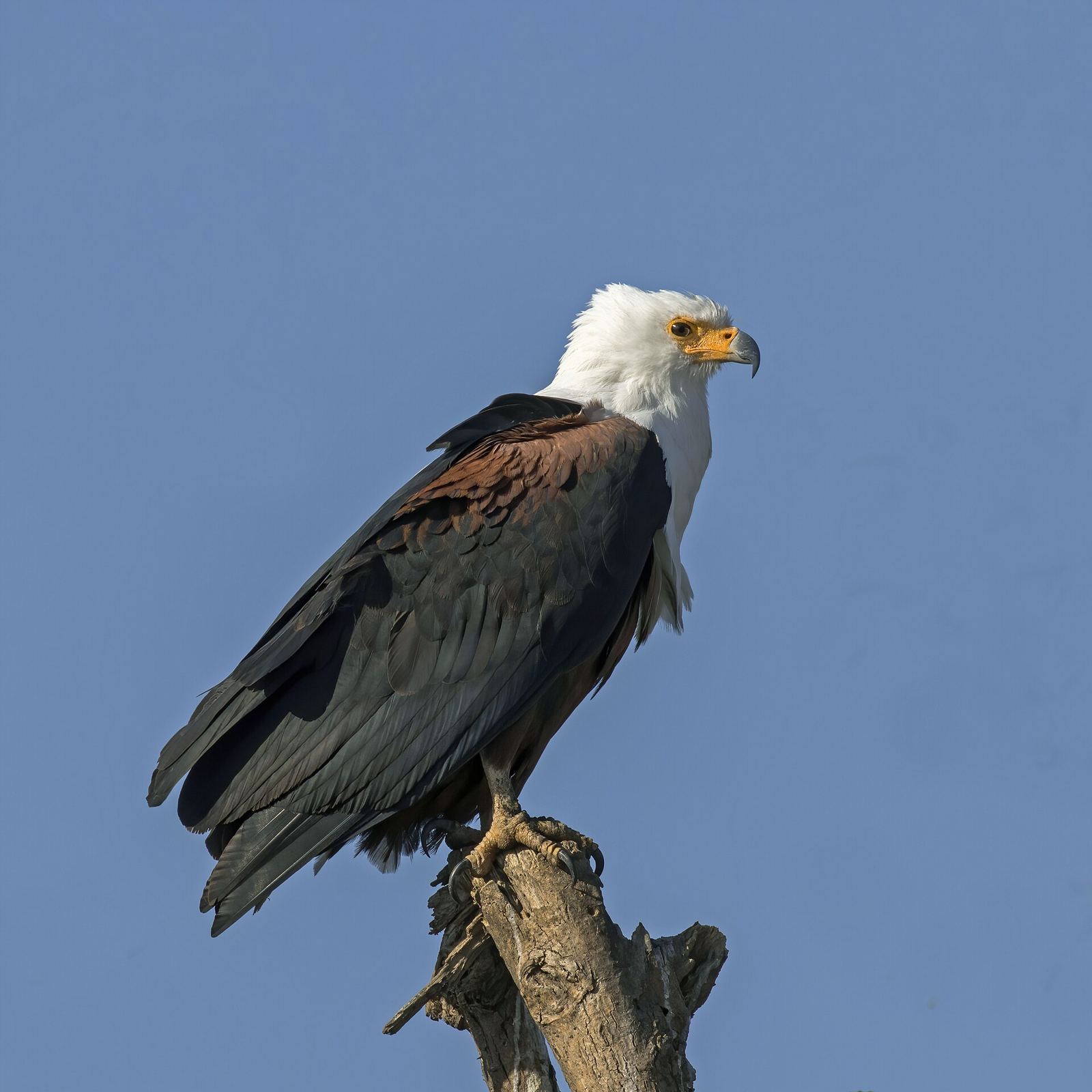An African fish eagle perched on a branch with a white head and chestnut body