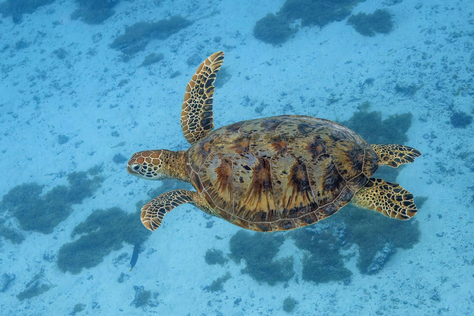 A green sea turtle swimming over a coral reef in clear blue water