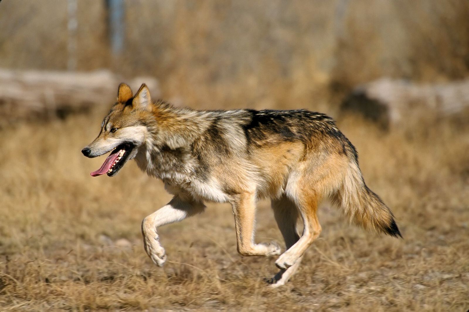 A Mexican gray wolf trotting through dry grass